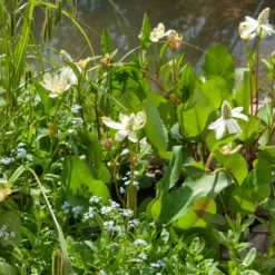 Kalifornische Anemopsis - Weißer Blütenteppich am Wasser