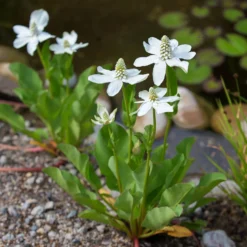 Kalifornische Anemopsis - Weißer Blütenteppich am Wasser