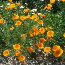 Kalifornischer Goldmohn - Sonnenorange den ganzen Sommer