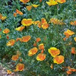 Kalifornischer Goldmohn - Sonnenorange den ganzen Sommer
