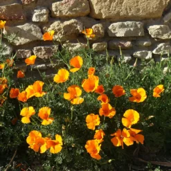 Kalifornischer Goldmohn - Sonnenorange den ganzen Sommer