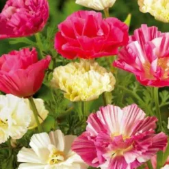 Kalifornischer Mohn gefüllt Mischung - Blütenmeer in nur Wochen