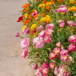 Kalifornischer Mohn gefüllt Mischung - Blütenmeer in nur Wochen