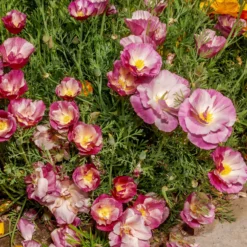 Kalifornischer Mohn gefüllt Mischung - Blütenmeer in nur Wochen
