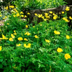 Kambrischer Scheinmohn - Sonnengelb im Schatten
