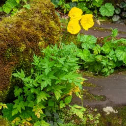 Kambrischer Scheinmohn - Sonnengelb im Schatten