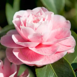Kamelie 'Bonomiana' - Winterblüte in zartem Rosa