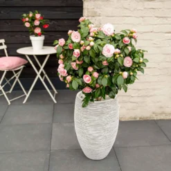 Kamelie 'Bonomiana' - Winterblüte in zartem Rosa