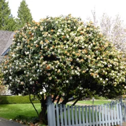 Kamelie Camellia 'Brushfields Yellow' weiβ-gelb - Winterhart - Gefüllte Blüten im Winter