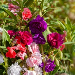 Kamelien-Balsaminen Mischung - Sommerblüten wie aus Samt