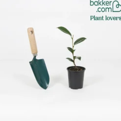 Kamelie 'Nuccio’s Cameo' - Winterblüte für den Balkon