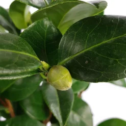 Kamelie 'Nuccio’s Cameo' - Winterblüte für den Balkon