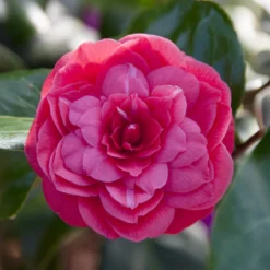 Kamelie Principessa Baciocchi - Rotes Blütenfeuer im Winter