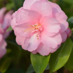 Kamelie 'Spring Festival' - Zarte Blüten im Frühjahr