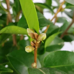 Kamelie 'Spring Festival' - Zarte Blüten im Frühjahr