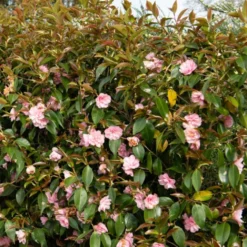 Kamelie 'Spring Festival' - Zarte Blüten im Frühjahr