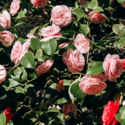 Kamelie William Bartlett - Rosa Blüten im Winterende
