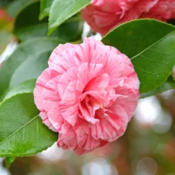 Kamelie William Bartlett - Rosa Blüten im Winterende