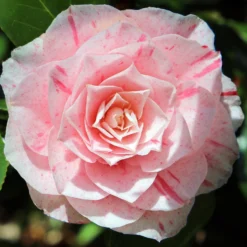 Kamelie William Bartlett - Rosa Blüten im Winterende