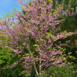 Kanadischer Judasbaum - Rosa Blütenzauber am Ast