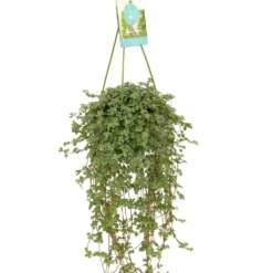Kanonierblume - Grüner Wasserfall zum Aufhängen