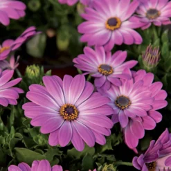 Kapkörbchen ‘Pink Flare’ (x3) - Rosa Blütenmeer sofort