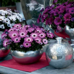 Kapkörbchen ‘Pink Flare’ (x3) - Rosa Blütenmeer sofort