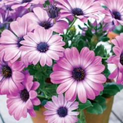 Kapkörbchen ‘Pink Flare’ (x3) - Rosa Blütenmeer sofort