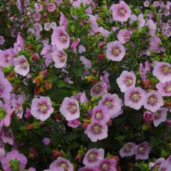Kapmalve ‘Miss Pinky’ - Blüht den ganzen Sommer