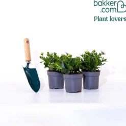 Kapmargeriten Purpur (x3) - Sofort blühender Balkon