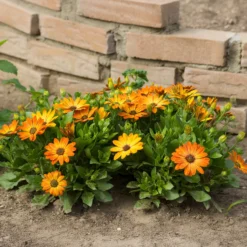 Kapmargerite orange - Sonnenfarben den ganzen Sommer