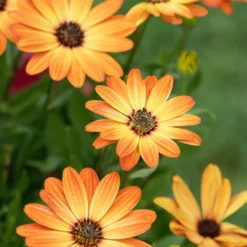Kapmargerite orange - Sonnenfarben den ganzen Sommer