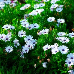 Kapmargerite Weiß (x3) - Weiße Blüten den ganzen Sommer