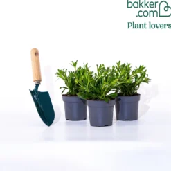 Kapmargerite Weiß (x3) - Weiße Blüten den ganzen Sommer