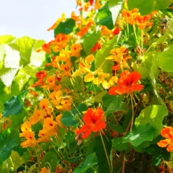 Kapuzinerkresse 'Hybride de Lobb' Mischung - Essbare Blüten den ganzen Sommer
