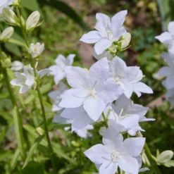 Karpaten-Glockenblume 'Alba' - Weißes Blütenkissen leicht gemacht