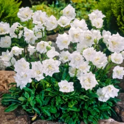 Karpaten-Glockenblume 'Alba' - Weißes Blütenkissen leicht gemacht