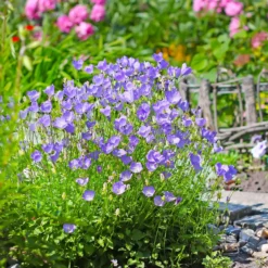Karpaten-Glockenblume - Blaues Blütenkissen im Nu