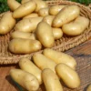 Kartoffel Amandine (x25) - Zart, fein, einfach lecker