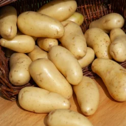 Kartoffel Amandine (x25) - Zart, fein, einfach lecker