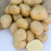 Kartoffel Bintje - Ernte für perfekte Pommes
