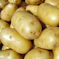 Kartoffel Bintje - Ernte für perfekte Pommes