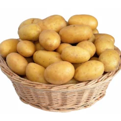 Kartoffel ‘Blanche’ - Zart, cremig, einfach lecker