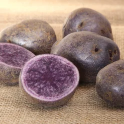 Kartoffel ‘Bleue d’Artois®’ (x10) - Blaues Fleisch, echter Hingucker