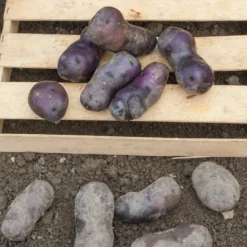 Kartoffel ‘Bleue d’Artois®’ (x10) - Blaues Fleisch, echter Hingucker