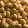 Kartoffel Charlotte - Festkochend und feinaromatisch