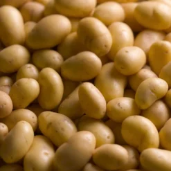 Kartoffel Charlotte - Festkochend und feinaromatisch