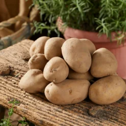 Kartoffel Charlotte - Festkochend und feinaromatisch