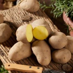 Kartoffel Charlotte - Festkochend und feinaromatisch