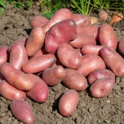 Kartoffel ‘Chérie’ (x25) - Zart, aromatisch, leicht gezogen